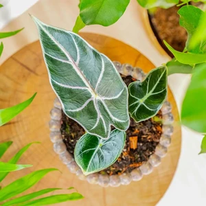 Longiloba Watsoniana Red Vein