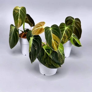Melanchrysum Variegated