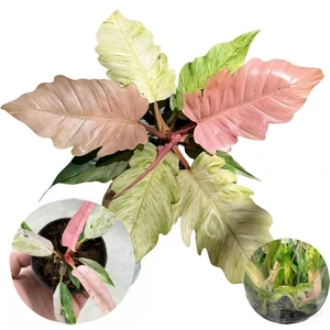 Strawberry Caramel Marble Pink Variegated