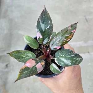 Pink Princess Marble