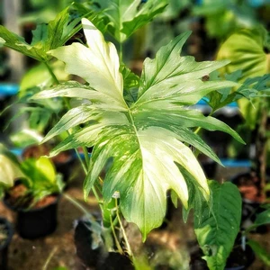 Warscewiczii Tricolor Variegated