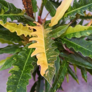 Ring of Fire Variegated