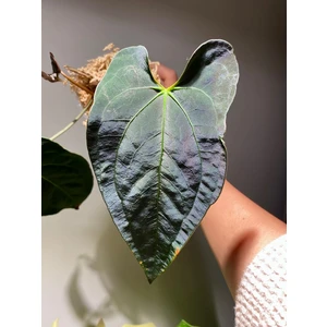 Ace of Spades X papi hybrid