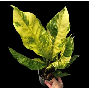 Hookeri Aurea Variegated