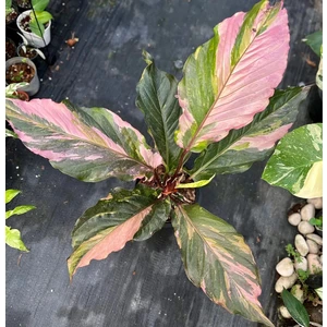 Hookeri Pink Variegated