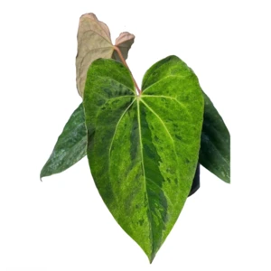 Dark Phoeni x Mint Variegated