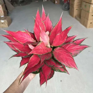 Red Angel