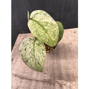 Scindapsus jade satin marble var