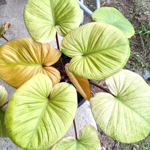 Rubescens Full Mint Variegated