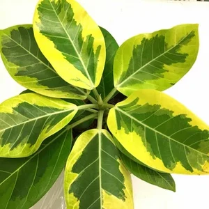 Benghalensis Variegated