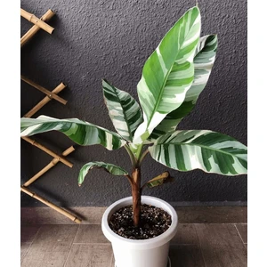 2 Albo Variegated