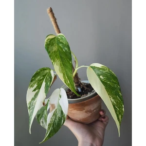Epipremnum Pinnatum Variegated