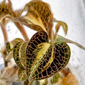 2 Anoectochilus Roxburghii Variegated