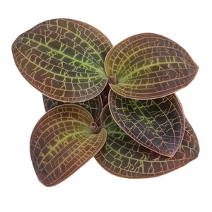 Dossinochilus Dreamcatcher