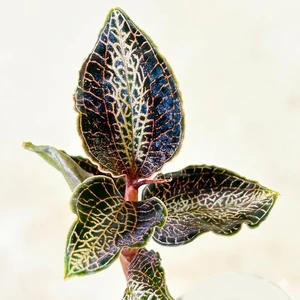 Anoectochilus Silver Heart