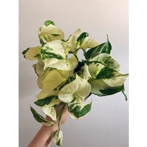 Manjula Pothos (Epipremnum Happy)