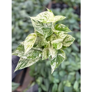 Pothos Marble Queen