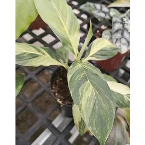 Spathiphyllum Aurea