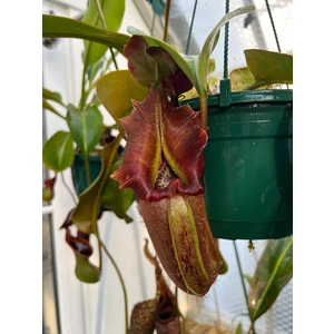 Nepenthes Nebularum
