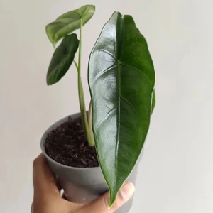 2 Venusta